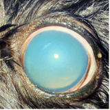 clínica especializada em tratamento de glaucoma ocular canino Noroeste