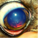 clínica glaucoma canino contato Guara