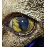 consulta oftalmologista veterinário felino Lago