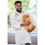 consulta veterinária de gatos Octogonal