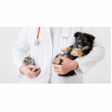 consulta veterinária para animais Asa sul