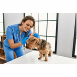 consulta veterinária para cachorros agendar Plano Piloto