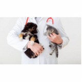 consulta veterinária para gato agendar SHTN Setor Hoteleiro Norte