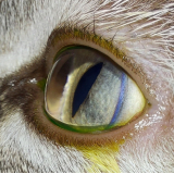 contato de hospital veterinário oftalmologista gatos Eixo Rodoviário Oeste