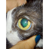 contato de oftalmo para cachorros Octogonal