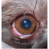 contato de oftalmo veterinário SIA