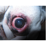 contato de oftalmocentro veterinário Asa norte