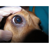 contato de oftalmologista cachorro Guará
