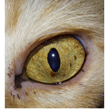 contato de oftalmologista veterinário para felinos Eixo L