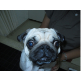 contato de veterinária especializada em olhos de cachorro w3 Sul