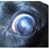 glaucoma cachorro agendar Jardins Mangueiral