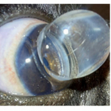 glaucoma cachorro clínica Guará