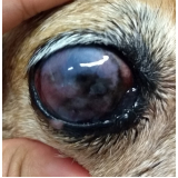 glaucoma cães clínica Arniqueiras
