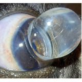 glaucoma cães tratamento clínica Zona Industrial