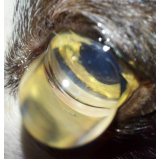 glaucoma cães tratamento ZV Zona Verde