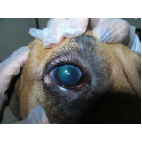 glaucoma cães Eixo L