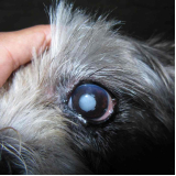 glaucoma canina clínica Cruzeiro Novo