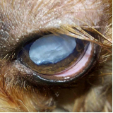 glaucoma canina Lado Sul