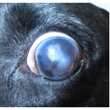 glaucoma canino Octogonal