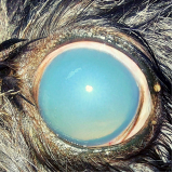 Clínica Glaucoma Canino