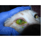 glaucoma de cachorros de pequeno porte clínica Lado Norte