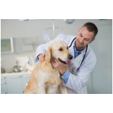 glaucoma em cachorro de estimação clínica Lado Sul