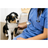 glaucoma em cachorro de estimação tratamentos ZR Zona Residencial
