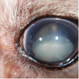 glaucoma em cachorro tratamento clínica Cruzeiro Novo