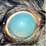 glaucoma em cães tratamento Cruzeiro