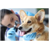 glaucoma em cães tratamentos SHTS Setor Hoteleiro Sul