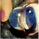 glaucoma no olho de cachorro Condomínio Alphavile