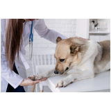glaucoma veterinário cachorro Lago Oeste