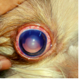 glaucomas cachorros Eixo Rodoviário Oeste