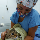 hospital veterinário oftalmologista gatos telefone SIA