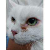 hospital veterinário oftalmologista gatos Brasília
