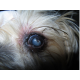 oftalmo canino SIG Setor de Indústrias Gráficas