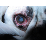 oftalmo de cachorro contato Lago