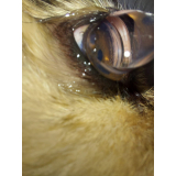 oftalmo de cachorro Asa norte