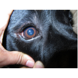 oftalmo para cachorro contato Distrito Federal