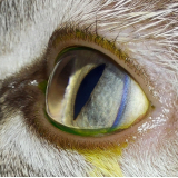 oftalmo para cachorros marcar Taguatinga