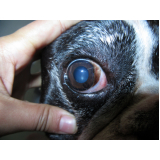 oftalmo para cães contato Guará