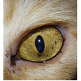 oftalmo para cães e gatos SHTN Setor Hoteleiro Norte