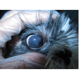 oftalmo para cães Octogonal
