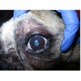 oftalmologia animal Distrito Federal