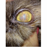 oftalmologia em pequenos animais marcar SAAN