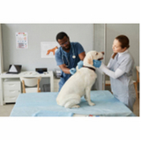 oftalmologia veterinário cachorro clínica EPNB Estrada Parque Núcleo Bandeirante
