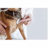 oftalmologia veterinário cachorro Zona Industrial