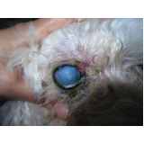 oftalmologista cães contato Condomínio Santa Mônica