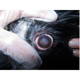 oftalmologista canina contato Lado Norte