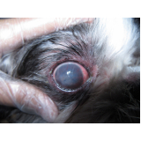 oftalmologista canina Eixo W